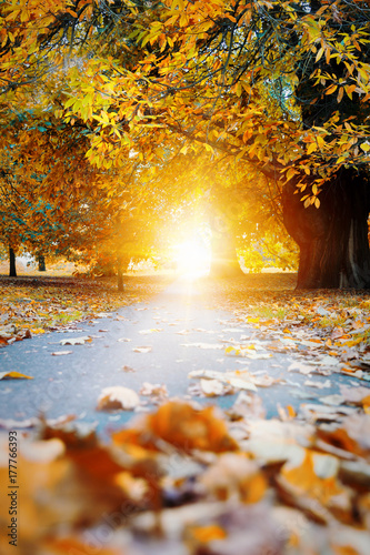 Mit Laub bedeckter Weg in einem herbstlichen Park in London