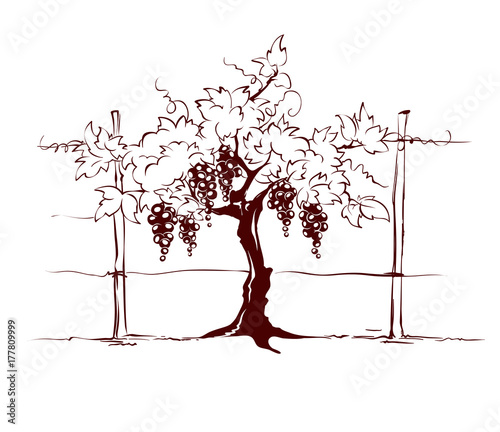 Vineyard / Grape on the trellis, graphic vector illustration