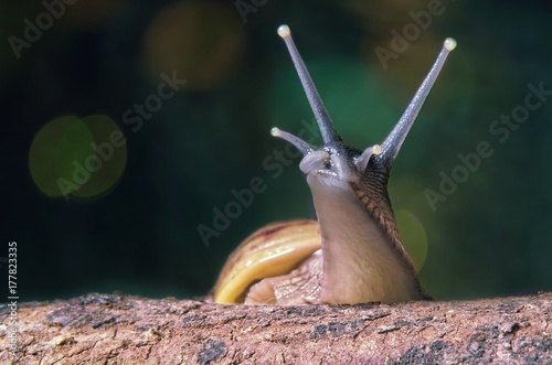 Große Achatschnecke ( Achatina fulica ) auf Baumstamm