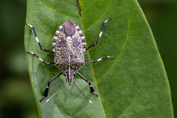 Image of stink bug (Eocanthecona  furcellata) on green leaves. Insect Animal