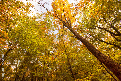 Autumn Forest./ Pomerania, Poland 