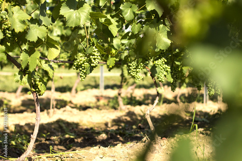 Grapes growing in  vineyard