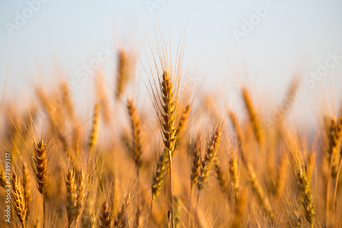 yellow ears of wheat at sunset in nature