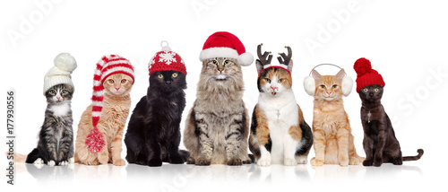 Fotoobraz na płótnie Grupa kotów siedzi w surowym w bia? Ym tle ma na sobie christmas kapelusze