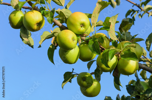 branch with green apples on blue sky background