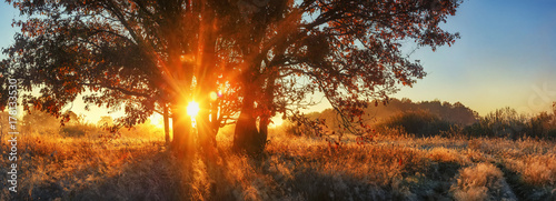 Fotoobraz na płótnie Panoramiczny krajobraz jesienią. Jaskrawi sunrays przez gałęziastego drzewa na łące. Sceneria jesień natura dla sztandaru. Żywe promienie słoneczne przez duże drzewo. Kolorowa natura na wschodzie słońca.
