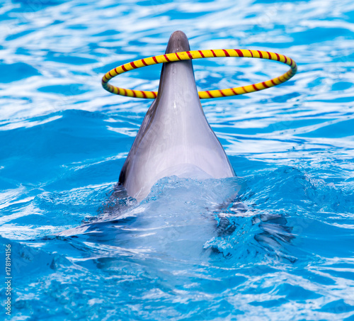 dolphin spinning hoop in the pool