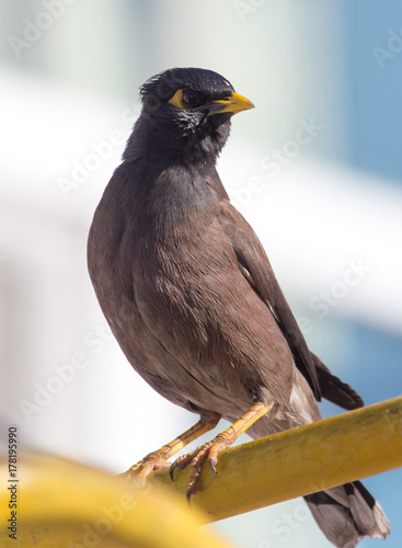 Indian starling in the city