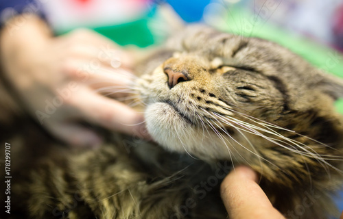 Portrait of the biggest cat at the exhibition