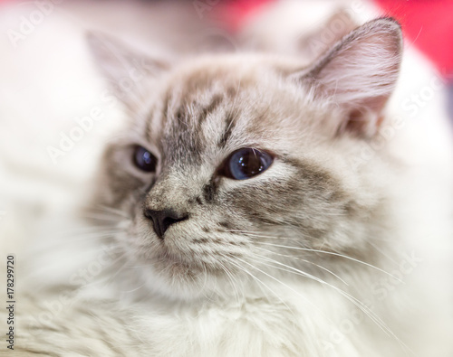 Portrait of a thoroughbred cat at the exhibition