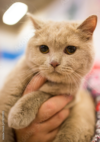 Portrait of a thoroughbred cat at the exhibition