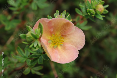Plakat Krzewiastego pięciornika kwiat. Blady peachy menchii kwiatu zakończenie up. Łacińska nazwa potentilla fruticosa.