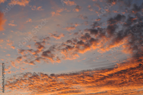 Vögel am Abendhimmel