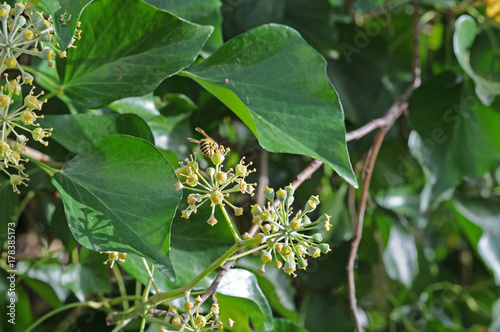 Wespe auf Efeublüten