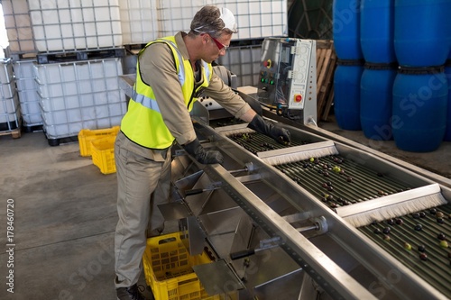 Technician examining olive on conveyor belt
