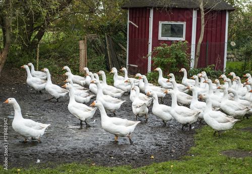 Glückliche Gänse in Freilandhaltung im Herbst in Deutschland, Gänsebraten für Weihnachten