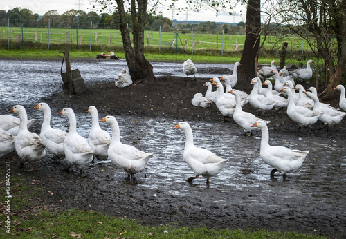 Laufende Gänse auf Weide im Herbst in Deutschland, Gänsebraten für Weihnachten 
