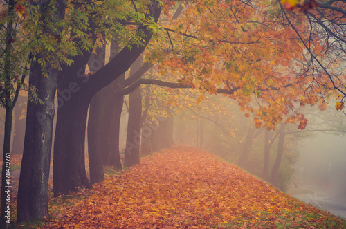 Autumn colorful tree alley in the park on a foggy day in Krakow, Poland