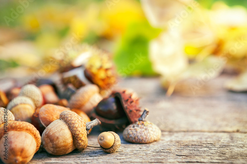 Fresh acorns on wooden surface