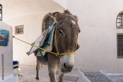 Esel in Santorin