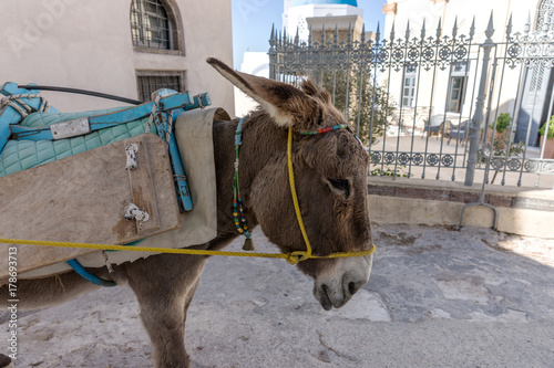Esel in Santorin