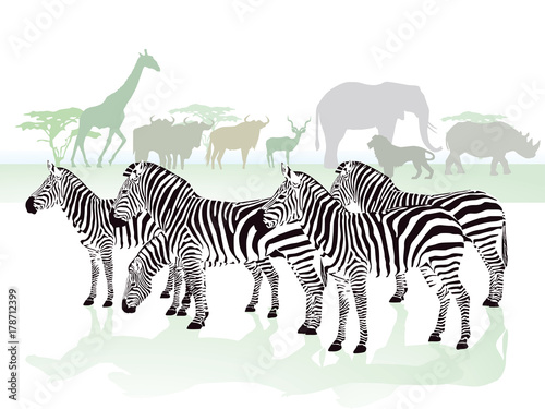 Zebras in der Savanne
