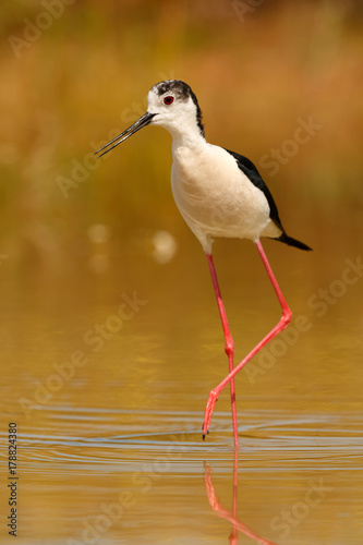 Stilt in a Spanish pond