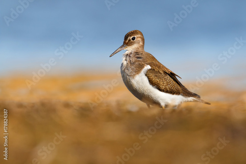 Beautiful wader bird on the ground. Common sandpiper