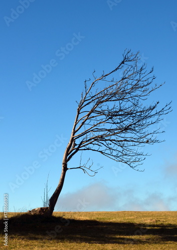 Windbaum im Schwarzwald