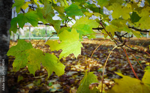 Colored maple leaves. Beautiful view of autumn.