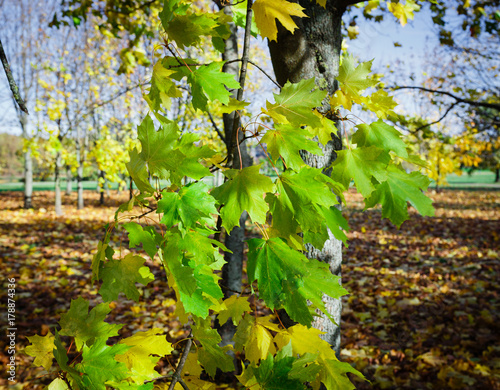 Colored maple leaves. Beautiful view of autumn.