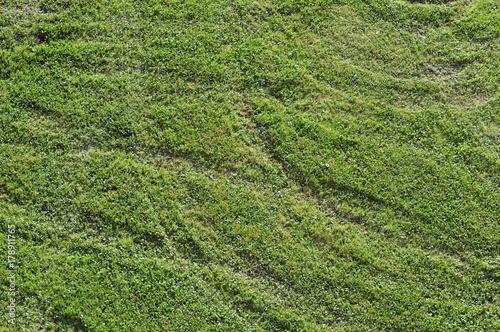 Wiese mit Reifenspuren