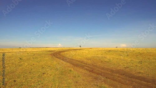 maasai mara national reserve savanna at africa