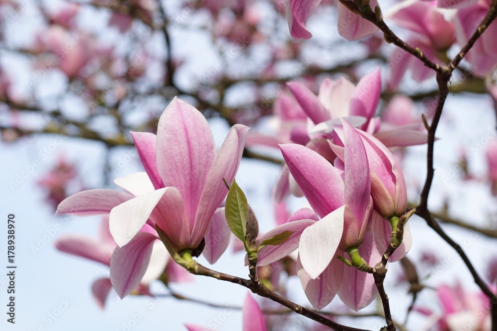 Magnolien