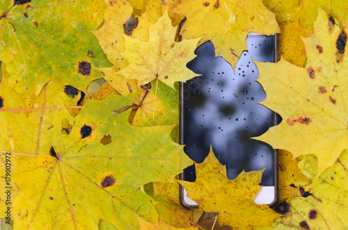 lost in the Park a smartphone lies between the foliage