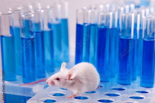 Laboratory Mouse with Test Tubes