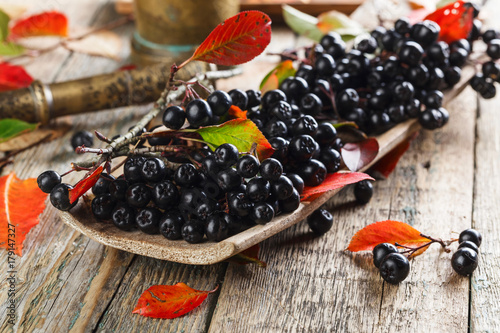 Aronia with autumn leaves .