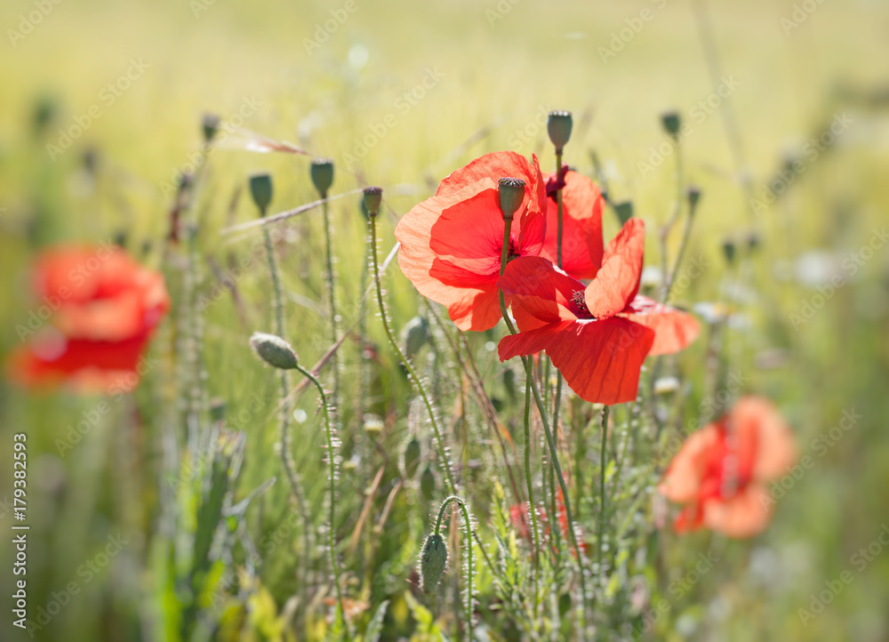 Klatschmohn, Papaver rhoeas