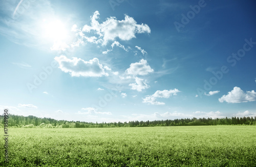 field of grass and perfect sky