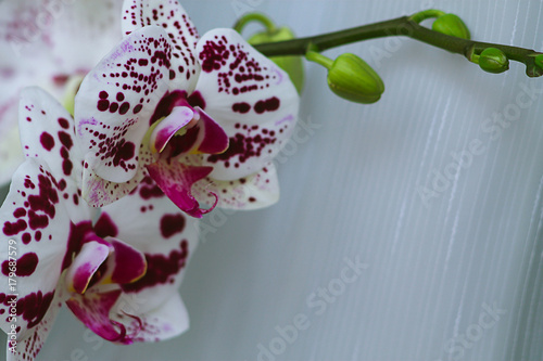 Fototapeta Beautiful Orchid flower on a window. Flower in the house. Decora