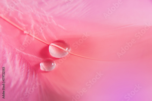 Plakat Krople na różowym piórku. Delikatna miękka piękna artystyczna close-up fotografia. Jasny abstrakcyjny obraz makro.