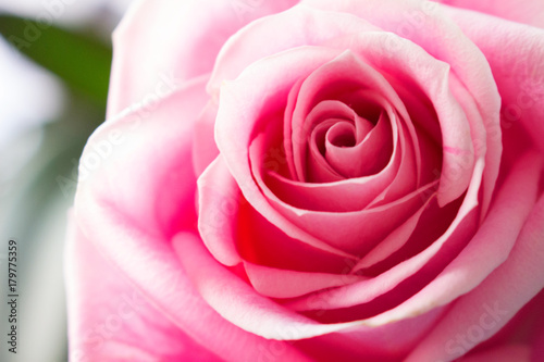 Fototapeta Rose. Beautiful pink rose. Summer design. Macro.