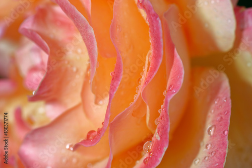 Fototapeta Lolita is a hybrid tea rose by Reimer Kordes. It was introduced to the German market in 1972. It blooms in flushes throughout the season.
