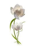 magnolia aislada