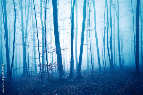 Fototapeta Dark blue colored foggy forest tree landscape. Color filter effect used.