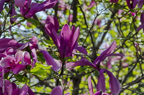 Plakat Kapuje z purpura kwiatem i liśćmi magnoliowy drzewo przy wiosną w ogródzie, Sofia, Bułgaria