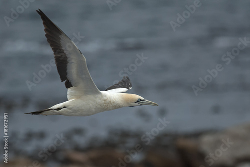 Plakat Cape Gannets, Morus capensis, Rezerwat przyrody Bird Island, Lambert's Bay, Republika Południowej Afryki, duże stado ptaków