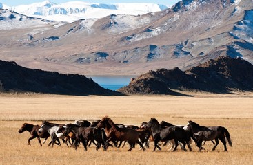 Beautiful free horses dash in the wilderness mountains of snowy mongolia during the golden eagle festival 