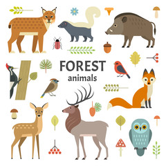 Vector illustration of forest animals: elk, doe, hedgehog, fox, owl, lynx, skunk, wild boar, woodpeckers and other birds, isolated on background.