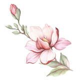 Image of blooming magnolia branch. Watercolor illustration